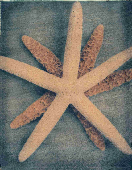 Kompatibel Stilleben til Jahrriesnge starfish-lpf00176 Kompatibel Stilleben Jahrriesnge til starfish-lpf00176