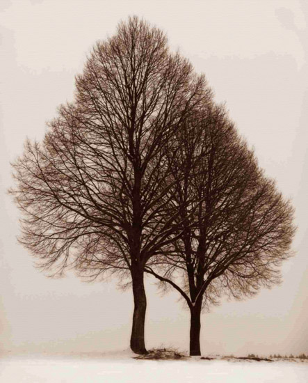 Kompatibel Landskab til JAHRRIESNGE trees-lpf00761 Kompatibel Landskab JAHRRIESNGE til trees-lpf00761