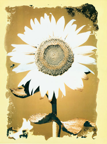 Kompatibel Blomster Jahrriesnge  til flower lpf04587 