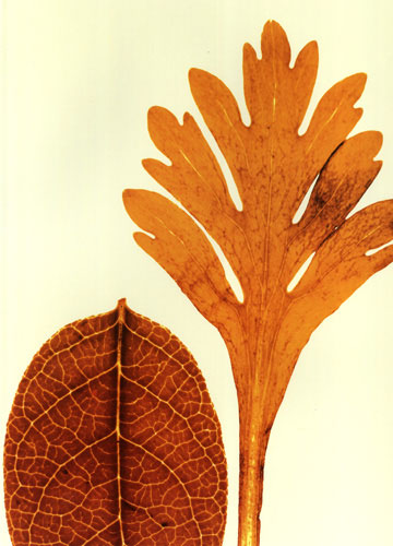 Kompatibel Blomster til JAHRRIESNGE leaves lpf04761 Kompatibel Blomster JAHRRIESNGE til leaves lpf04761