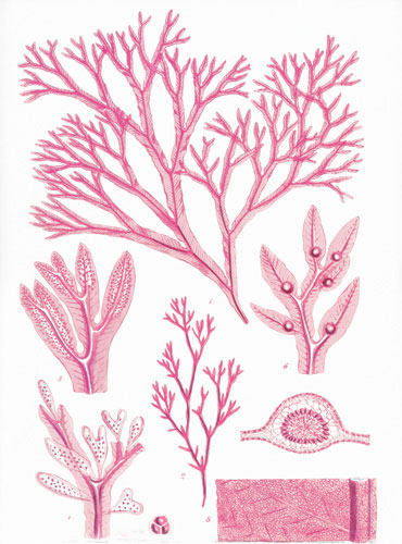 Kompatibel Blomster til JAHRRIESNGE flowers lpf04835 Kompatibel Blomster JAHRRIESNGE til flowers lpf04835