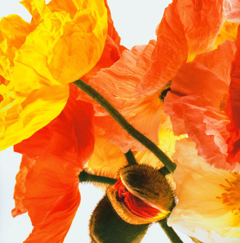 Kompatibel Blomster til JAHRRIESNGE flowers lpf04991 Kompatibel Blomster JAHRRIESNGE til flowers lpf04991