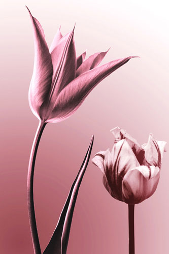 Kompatibel Blomster til JAHRRIESNGE flowers lpf05089 Kompatibel Blomster JAHRRIESNGE til flowers lpf05089