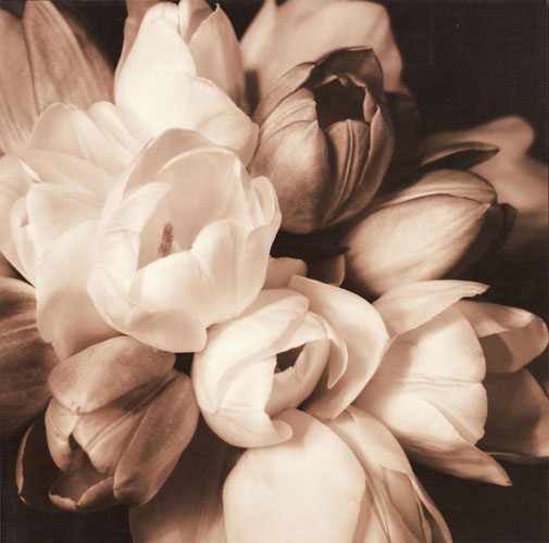 Kompatibel Blomster til JAHRRIESNGE flowers lpf05094 Kompatibel Blomster JAHRRIESNGE til flowers lpf05094