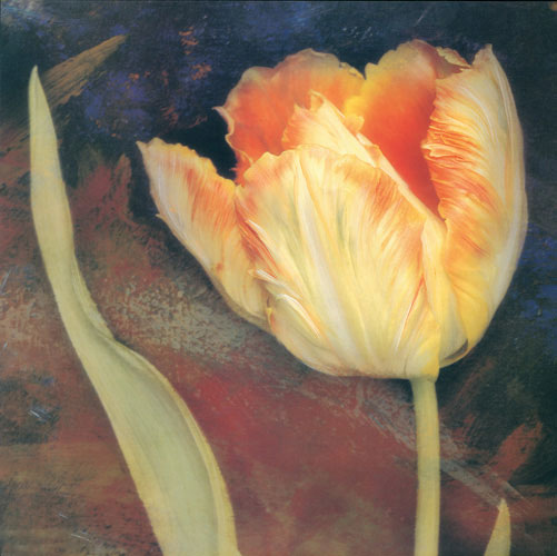 Kompatibel Blomster til JAHRRIESNGE flowers lpf05247 Kompatibel Blomster JAHRRIESNGE til flowers lpf05247