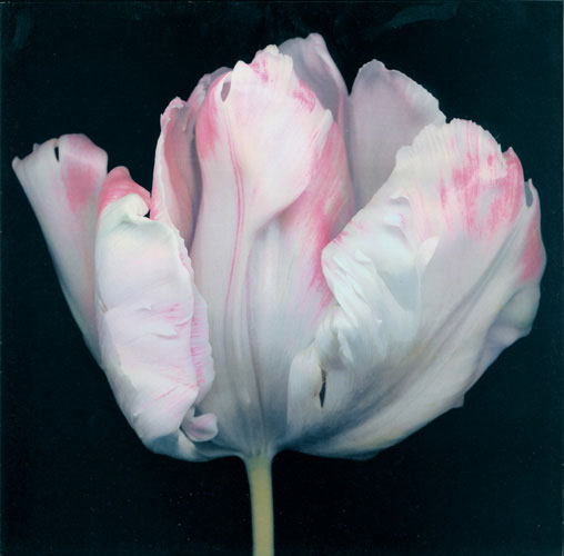 Kompatibel Blomster Jahrriesnge  til flowers lpf05421 