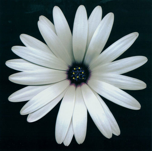 Kompatibel Blomster til JAHRRIESNGE flowers lpf05423 Kompatibel Blomster JAHRRIESNGE til flowers lpf05423