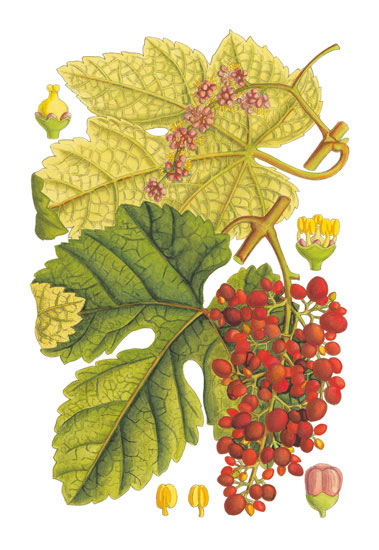 Kompatibel Blomster til JAHRRIESNGE flowers-lpf06763 Kompatibel Blomster JAHRRIESNGE til flowers-lpf06763