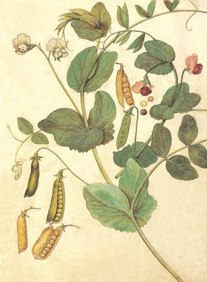 Kompatibel Blomster til JAHRRIESNGE flowers-lpf06848 Kompatibel Blomster JAHRRIESNGE til flowers-lpf06848