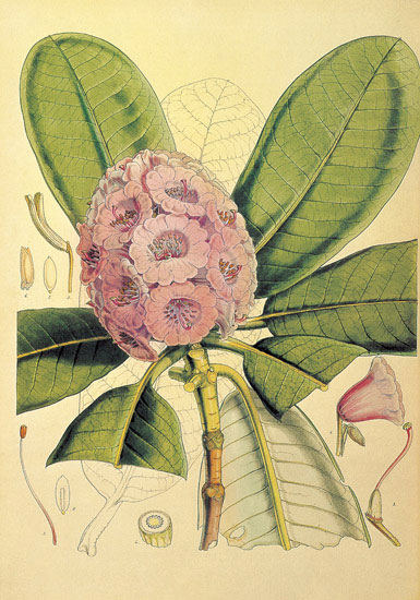 Kompatibel Blomster til Jahrriesnge flowers-lpf06858 Kompatibel Blomster Jahrriesnge til flowers-lpf06858