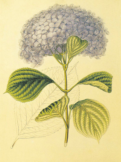 Kompatibel Blomster Jahrriesnge  til flowers-lpf06860 