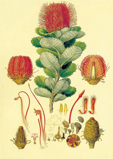 Kompatibel Blomster til JAHRRIESNGE flowers-lpf06869 Kompatibel Blomster JAHRRIESNGE til flowers-lpf06869