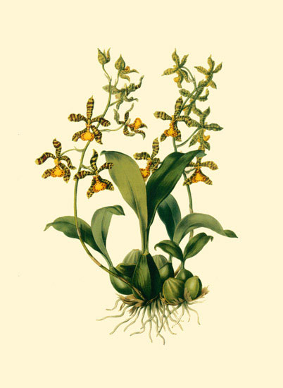 Kompatibel Blomster til JAHRRIESNGE flowers-lpf06874 Kompatibel Blomster JAHRRIESNGE til flowers-lpf06874