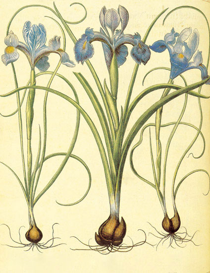 Kompatibel Blomster til JAHRRIESNGE flowers-lpf06875 Kompatibel Blomster JAHRRIESNGE til flowers-lpf06875