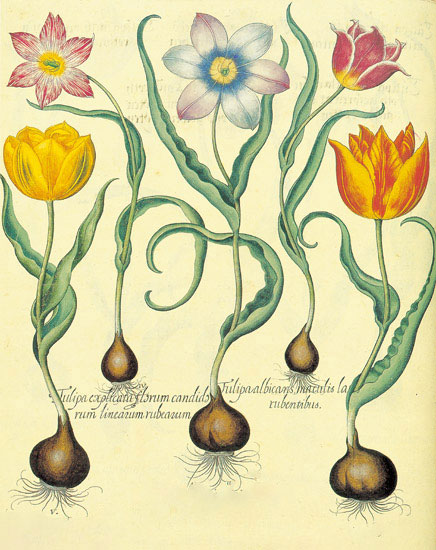 Kompatibel Blomster til JAHRRIESNGE flowers-lpf06878 Kompatibel Blomster JAHRRIESNGE til flowers-lpf06878