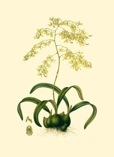 Kompatibel Blomster Jahrriesnge  til flowers-lpf06884 