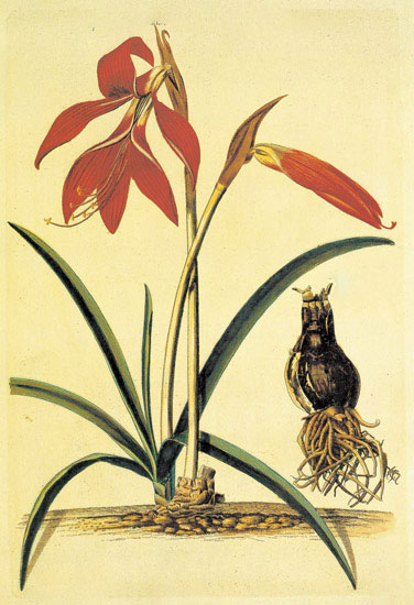 Kompatibel Blomster til JAHRRIESNGE flowers-lpf06886 Kompatibel Blomster JAHRRIESNGE til flowers-lpf06886