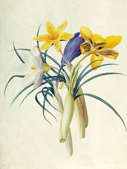 Kompatibel Blomster til JAHRRIESNGE flowers-lpf06888 Kompatibel Blomster JAHRRIESNGE til flowers-lpf06888