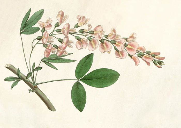 Kompatibel Blomster til JAHRRIESNGE flowers-lpf06930 Kompatibel Blomster JAHRRIESNGE til flowers-lpf06930