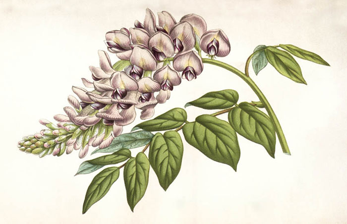 Kompatibel Blomster til JAHRRIESNGE flowers-lpf06931 Kompatibel Blomster JAHRRIESNGE til flowers-lpf06931