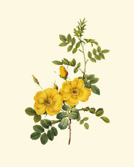 Kompatibel Blomster til JAHRRIESNGE flowers-lpf06959 Kompatibel Blomster JAHRRIESNGE til flowers-lpf06959