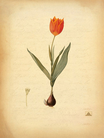 Kompatibel Blomster JAHRRIESNGE  til flowers-lpf06965 