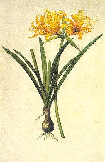 Kompatibel Blomster til JAHRRIESNGE flowers-lpf06973 Kompatibel Blomster JAHRRIESNGE til flowers-lpf06973