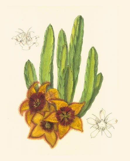 Kompatibel Blomster til Jahrriesnge flowers-lpf06976 Kompatibel Blomster Jahrriesnge til flowers-lpf06976