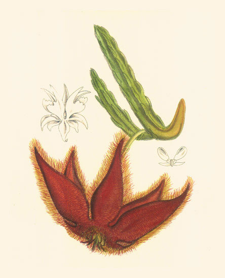 Kompatibel Blomster til Jahrriesnge flowers-lpf06984 Kompatibel Blomster Jahrriesnge til flowers-lpf06984