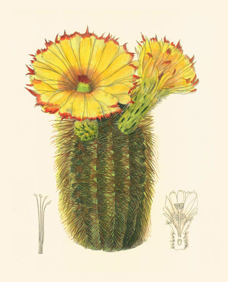 Kompatibel Blomster til JAHRRIESNGE flowers-lpf06985 Kompatibel Blomster JAHRRIESNGE til flowers-lpf06985