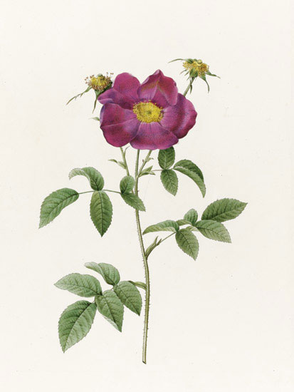 Kompatibel Blomster til JAHRRIESNGE flowers-lpf07014 Kompatibel Blomster JAHRRIESNGE til flowers-lpf07014