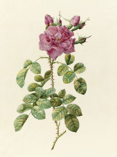 Kompatibel Blomster Jahrriesnge  til flowers-lpf07022 