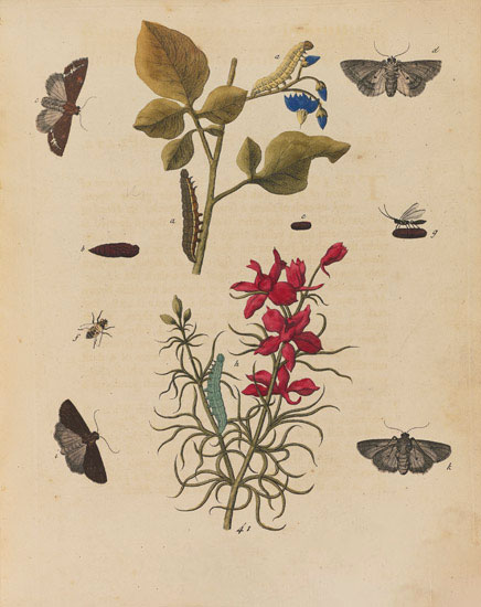 Kompatibel Blomster til Jahrriesnge flowers-lpf07023 Kompatibel Blomster Jahrriesnge til flowers-lpf07023