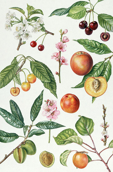 Kompatibel Blomster til JAHRRIESNGE flowers-lpf07030 Kompatibel Blomster JAHRRIESNGE til flowers-lpf07030