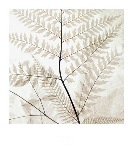 Kompatibel Blomster Jahrriesnge  til flowers-lpf07206 