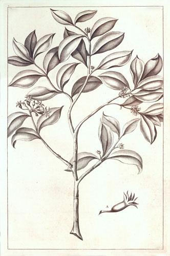 Kompatibel Blomster til JAHRRIESNGE flowers-lpf07219 Kompatibel Blomster JAHRRIESNGE til flowers-lpf07219