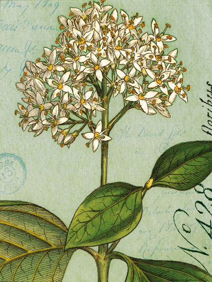 Kompatibel Blomster til JAHRRIESNGE flowers-lpf07271 Kompatibel Blomster JAHRRIESNGE til flowers-lpf07271