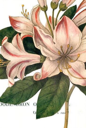 Kompatibel Blomster til JAHRRIESNGE flowers-lpf07282 Kompatibel Blomster JAHRRIESNGE til flowers-lpf07282