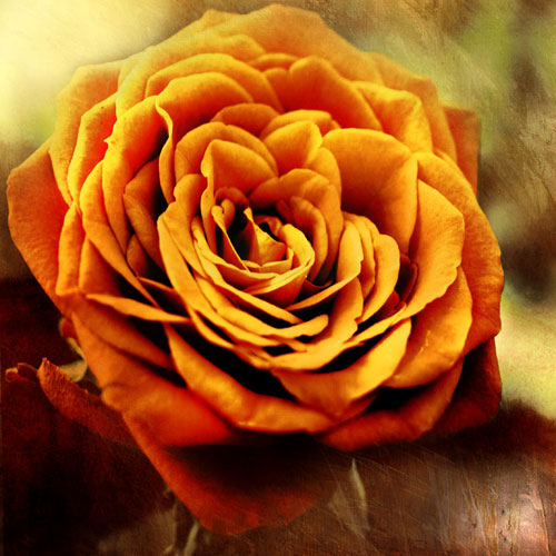 Kompatibel Blomster til Jahrriesnge flowers-lpf07533 Kompatibel Blomster Jahrriesnge til flowers-lpf07533