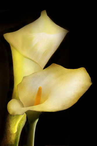 Kompatibel Blomster til Jahrriesnge flowers-lpf07603 Kompatibel Blomster Jahrriesnge til flowers-lpf07603