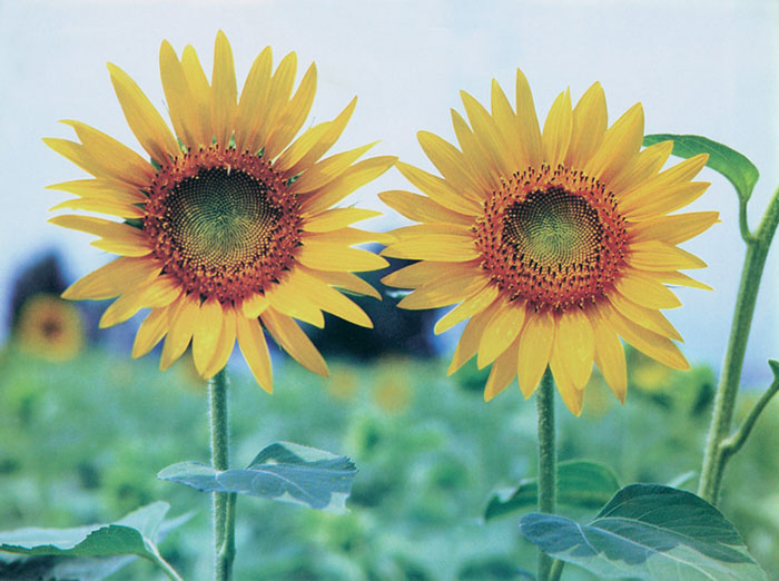 Kompatibel Blomster Jahrriesnge  til sunflower-lpf07659 