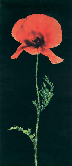 Kompatibel Blomster til JAHRRIESNGE flowers-lpf07698 Kompatibel Blomster JAHRRIESNGE til flowers-lpf07698