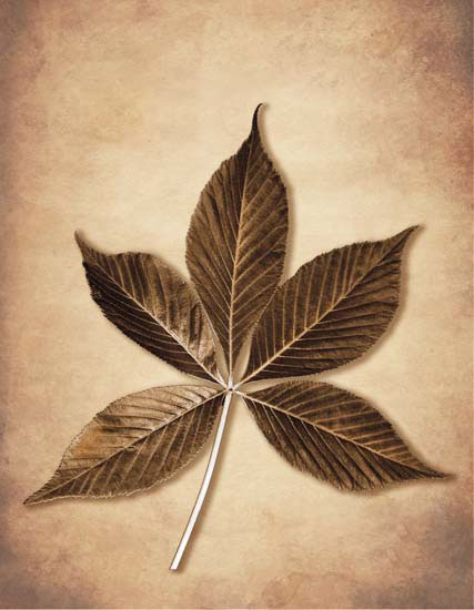 Kompatibel Blomster til JAHRRIESNGE leaf lpf08076 Kompatibel Blomster JAHRRIESNGE til leaf lpf08076