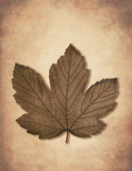 Kompatibel Blomster til JAHRRIESNGE leaf lpf08078 Kompatibel Blomster JAHRRIESNGE til leaf lpf08078