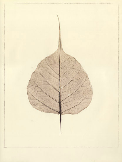 Kompatibel Blomster til Jahrriesnge leaf lpf08079 Kompatibel Blomster Jahrriesnge til leaf lpf08079