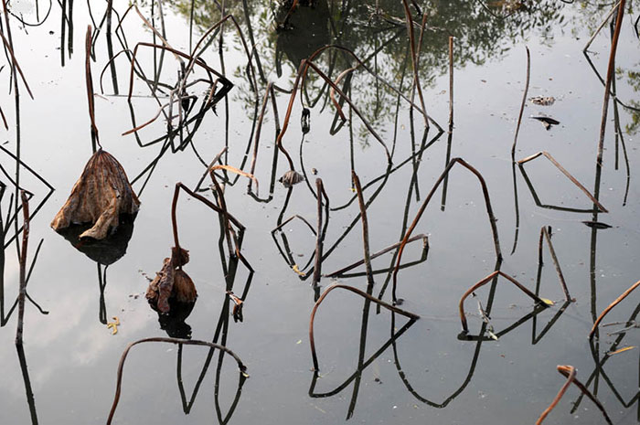 Kompatibel Landskab til JAHRRIESNGE lotus in winter lpf09205 Kompatibel Landskab JAHRRIESNGE til lotus in winter lpf09205