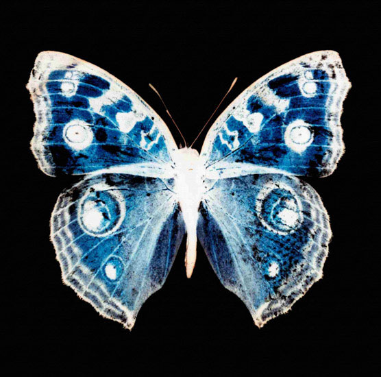 Kompatibel Dyr til Jahrriesnge butterfly lpf10547 Kompatibel Dyr Jahrriesnge til butterfly lpf10547