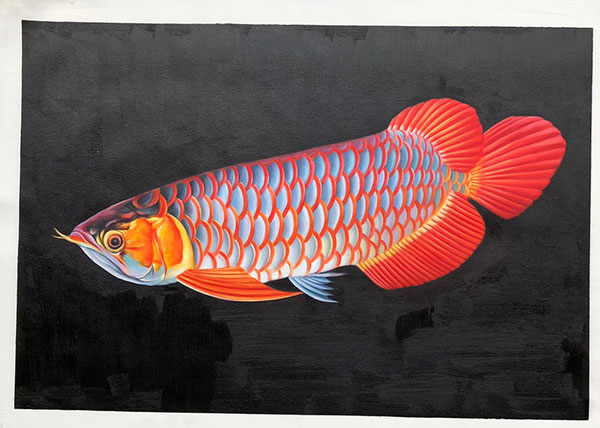 Kompatibel Dyr til Jahrriesnge fish lpg2672 Kompatibel Dyr Jahrriesnge til fish lpg2672